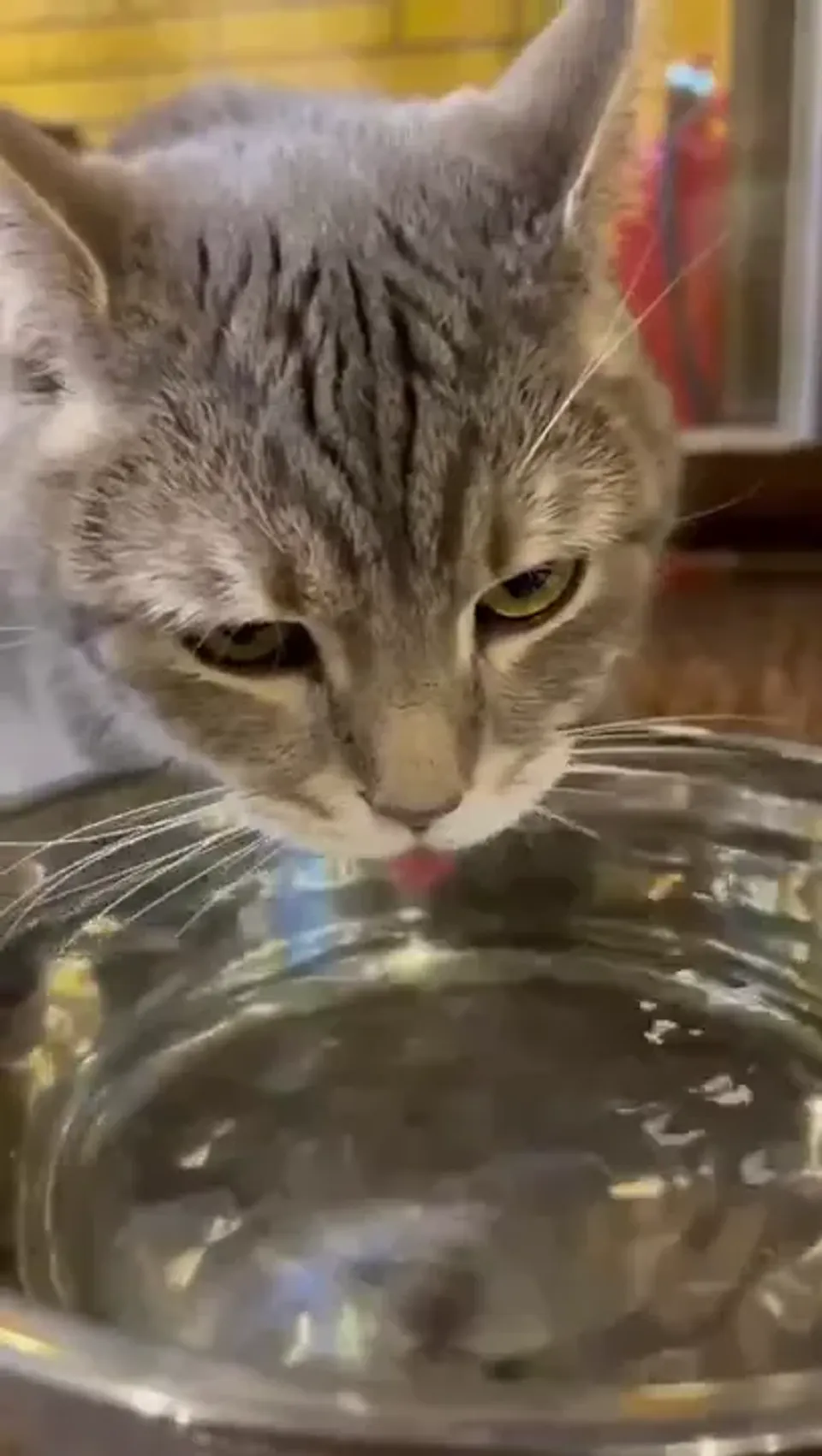 Витас — видео 2