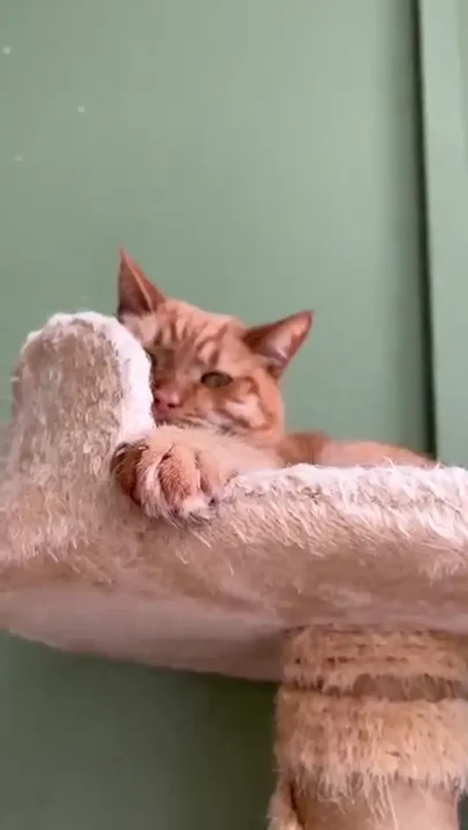 Мандарин — видео 2