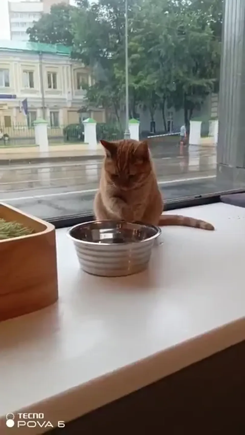 Мандарин — видео 4
